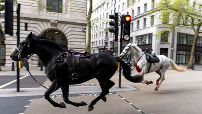 Varios caballos del Ejército galopan sin control por el centro de Londres y dejan cuatro heridos