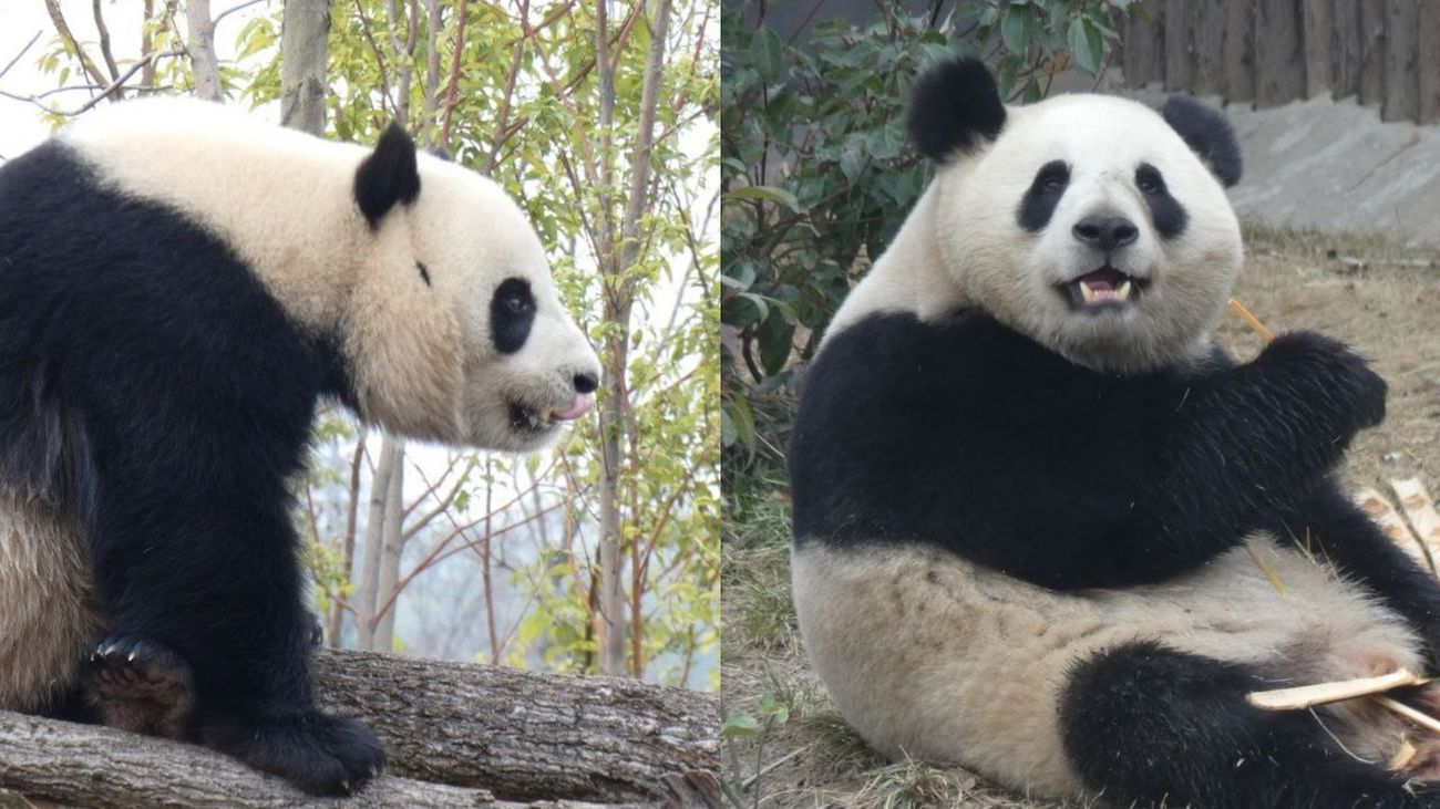 Los nuevos osos panda del Zoo, Jin Xi y Zhu Yu,