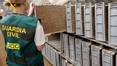 Incautan 33 toneladas de tabaco y 6 millones de cigarros falsificados en Madrid y Córdoba