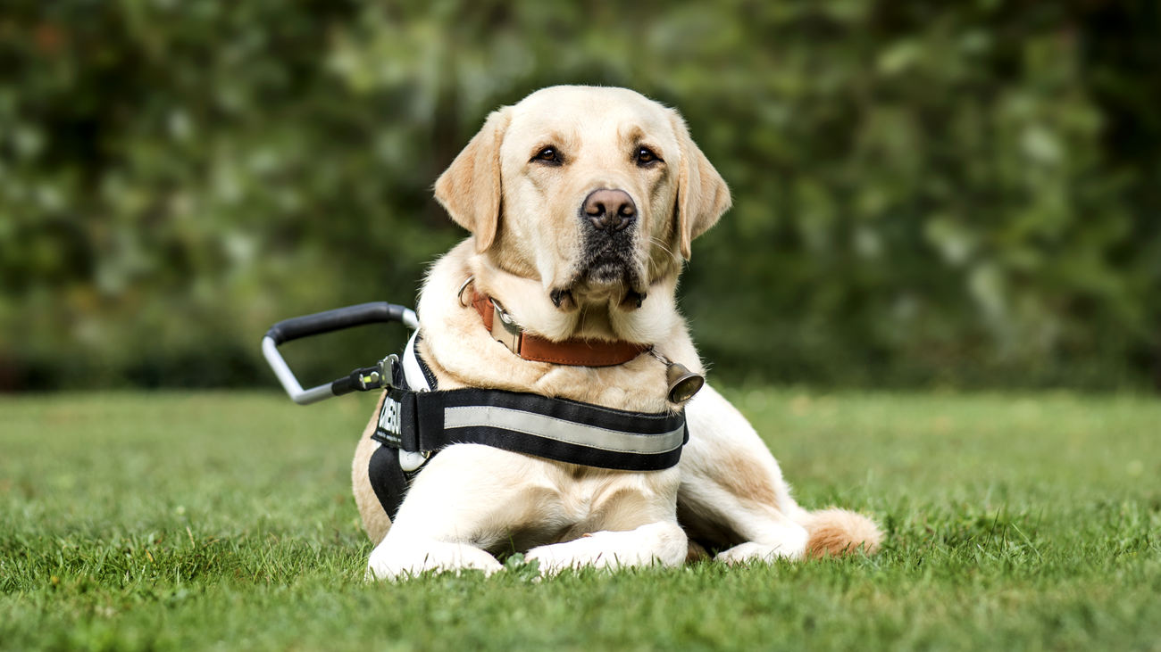 Así se adiestra a un perro guía en la Fundación ONCE