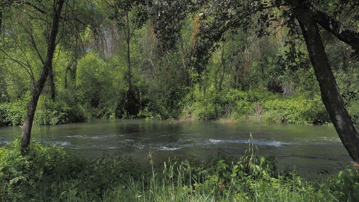 El Río Manzanares a su paso por El Pardo / CHT