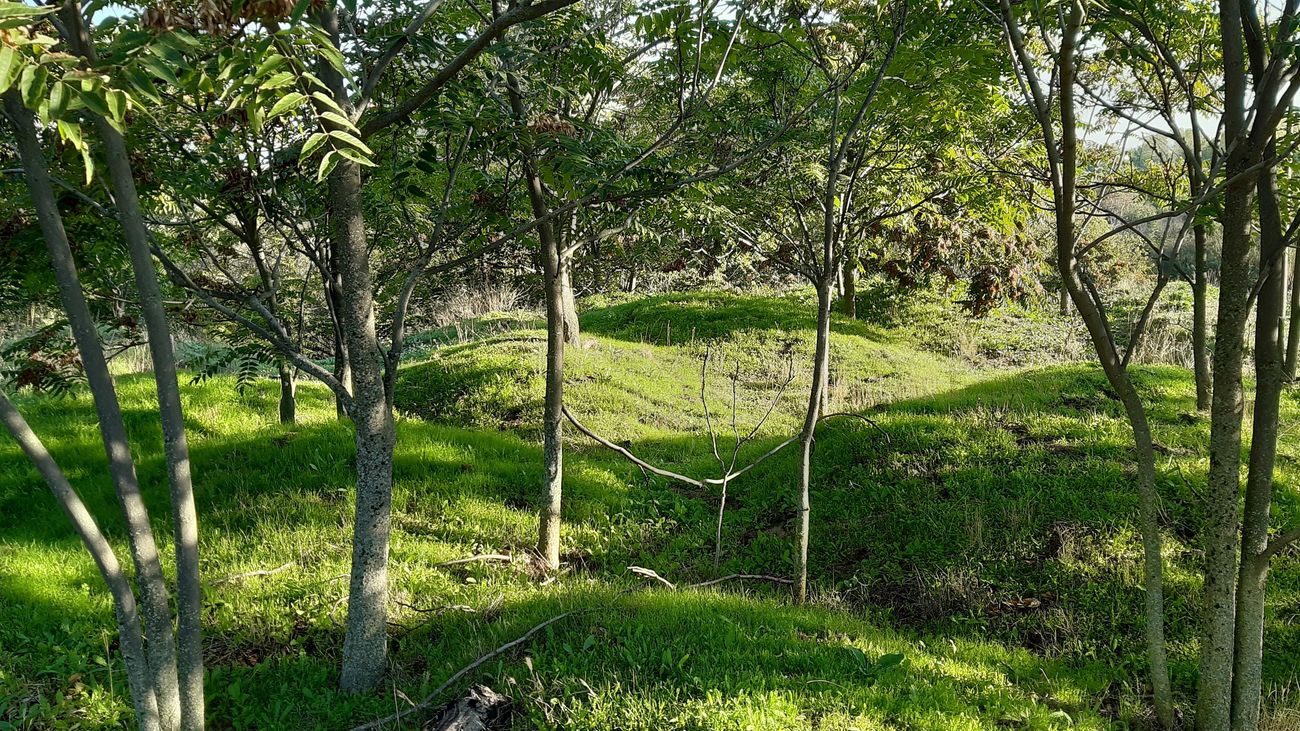 Ejemplares de ailanto, en el Entorno Meaques, en Latina