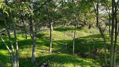 Dos paseos botánicos este fin de semana para conocer lo mejor y lo peor de la flora madrileña
