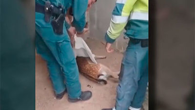 La Guardia Civil rescata en Navalagamella una cría de gama herida por atropello