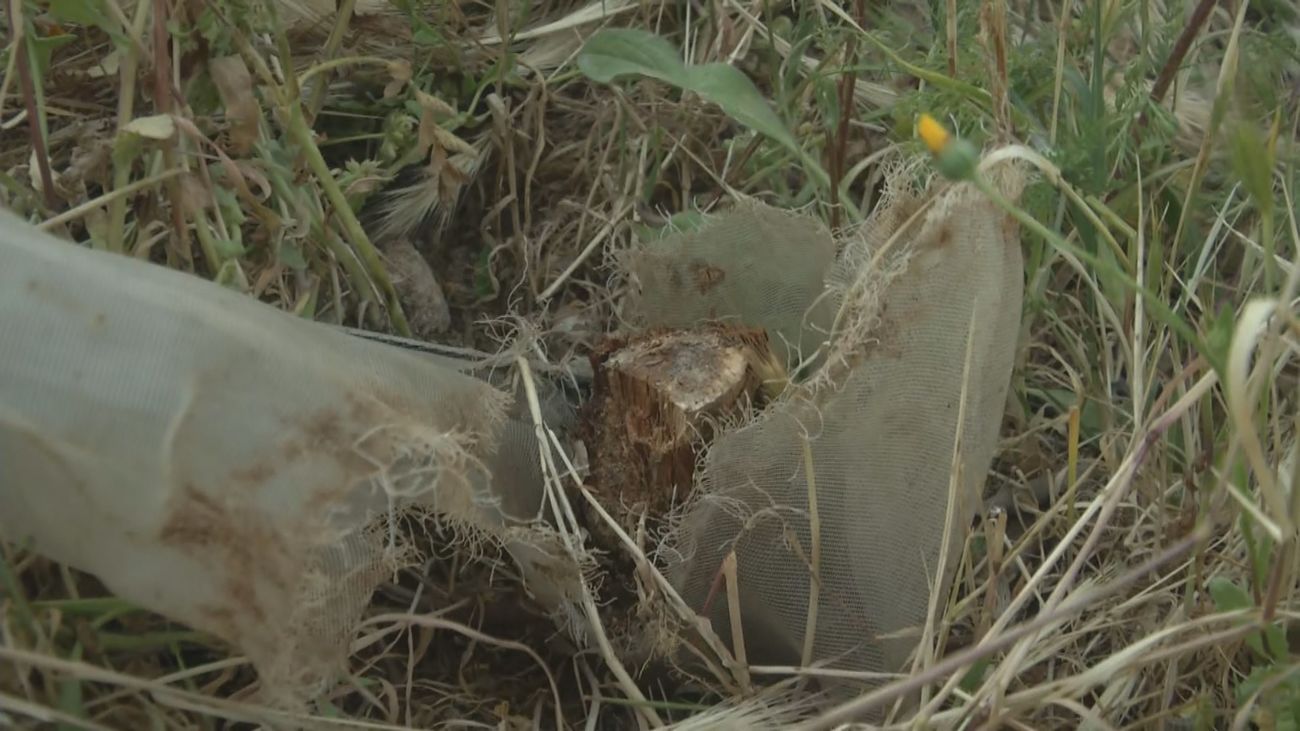 Vecinos de Aluche se quejan de la tala de 20 árboles que habían plantado ellos