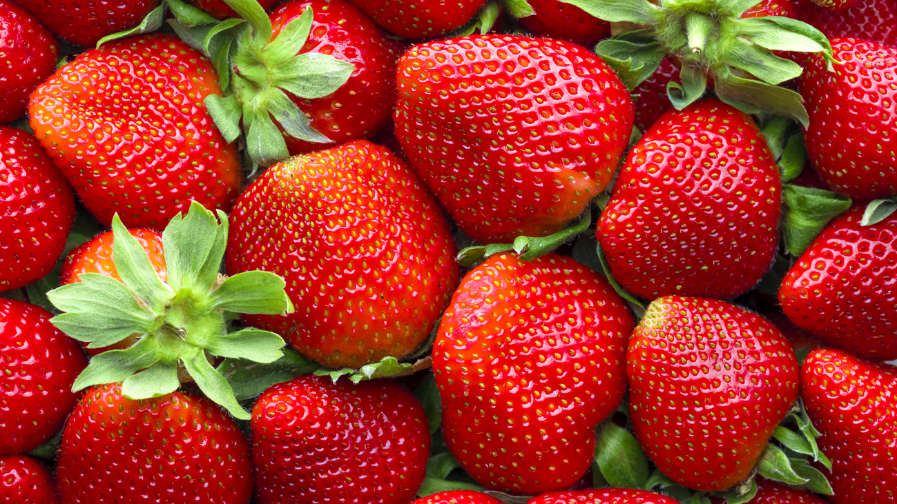 Comienza la producción de la fresa madrileña en San Sebastián de los Reyes