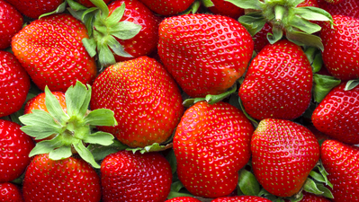 Comienza la producción de la fresa madrileña en San Sebastián de los Reyes