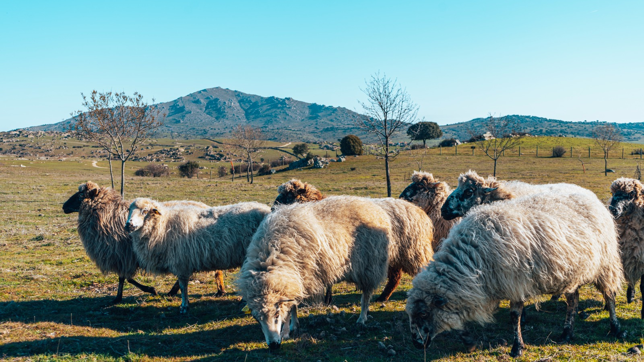 Ovejas colmenareñas pastando