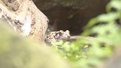 Hospital para la recuperación de anfibios en Cotos
