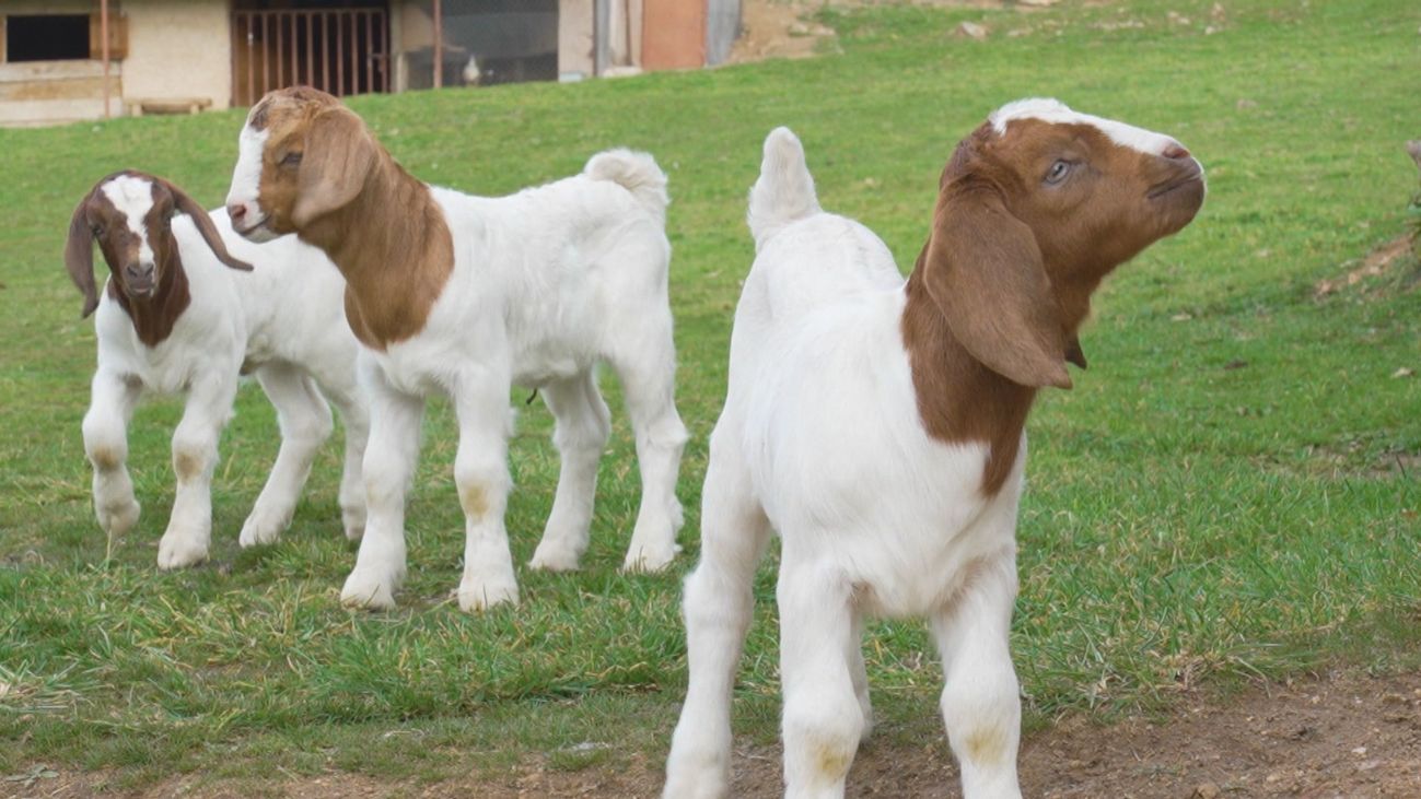 Una estancia rural con granja, huerto y rutas:  Así es el agroturismo de Garganta de los Montes