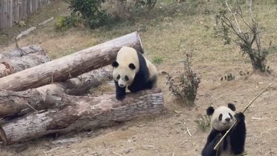 Jin Xi y Zhu Yu, la nueva pareja de pandas del  Zoo de Madrid