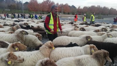 Las ovejas bombero de la Casa de Campo regresan a la Sierra Norte de Madrid