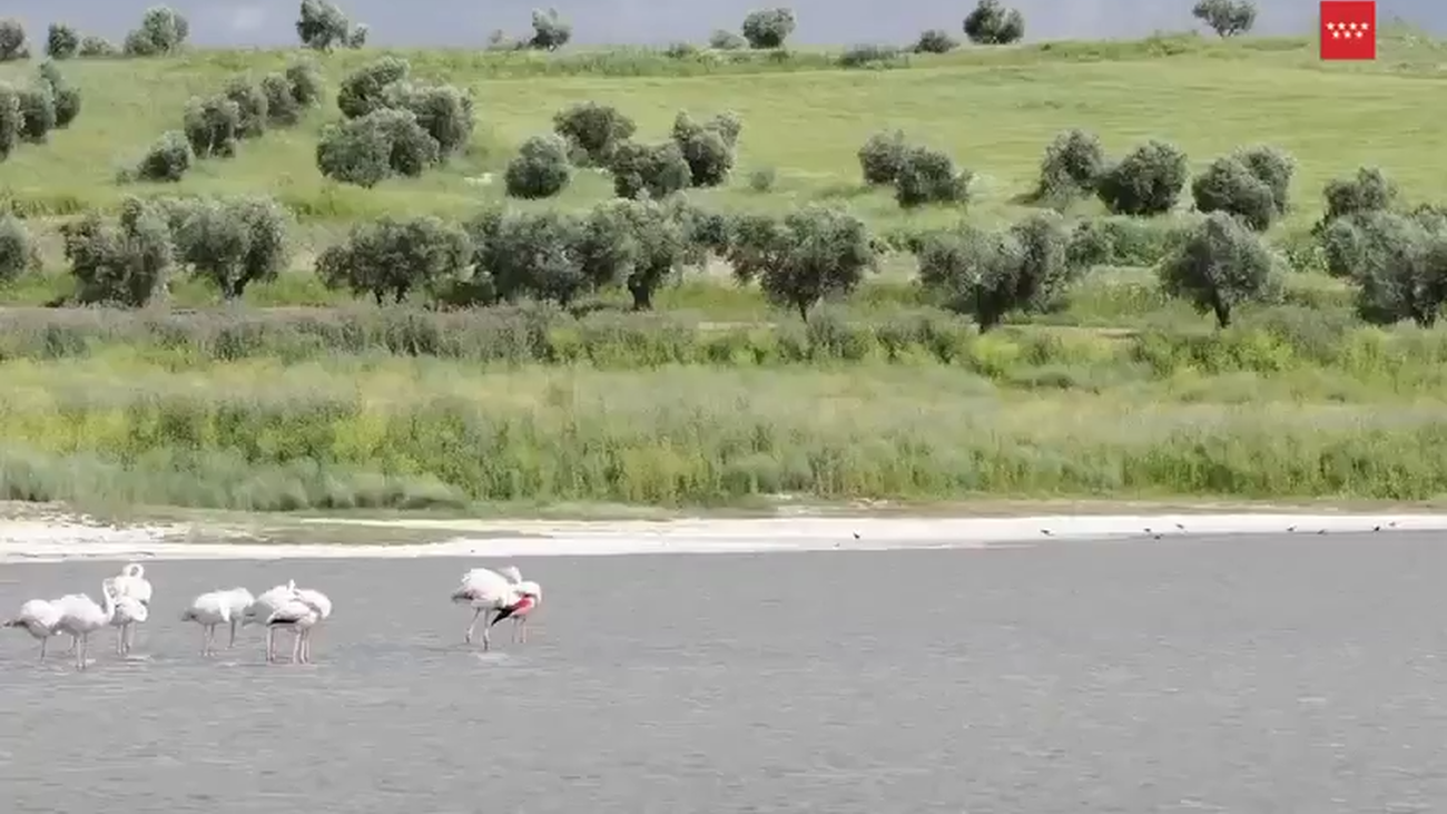 Medio centenar de flamencos eligen el sureste de Madrid para descansar en su migración