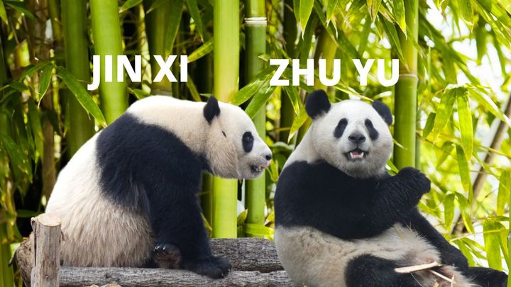 Jin Xi y Zhu Yu, la nueva pareja de pandas, ya están en el zoo de Madrid