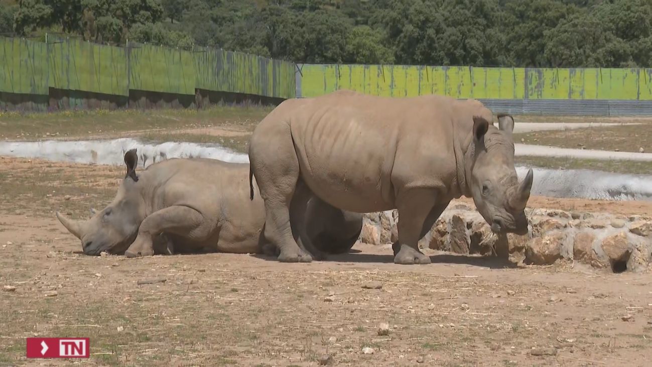 Así es Kazai, la nueva cría de rinoceronte blanco sureño del Safari de Madrid