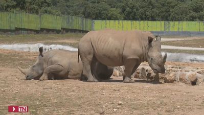 Así es Kazai, la nueva cría de rinoceronte blanco sureño del Safari de Madrid