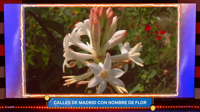 Los claveles: origen y significado