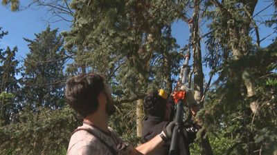 Alumnos de Forestales recuperan una vieja olmeda en Villaviciosa de Odón