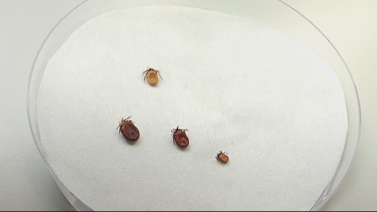 Muere el hombre hospitalizado en Salamanca por fiebre hemorrágica de Crimea-Congo