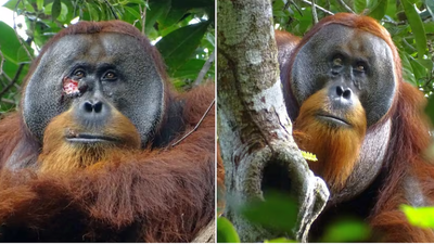 Un orangután, el primer animal al que ven curarse una herida con una planta medicinal