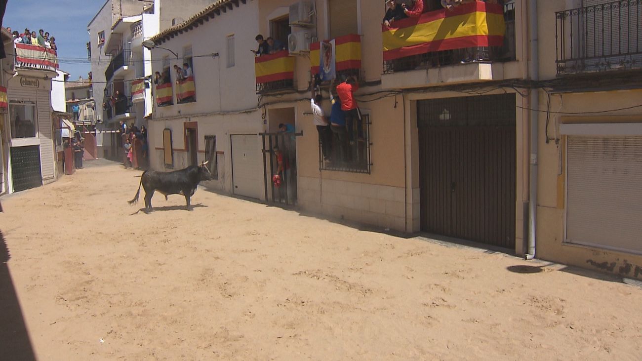 Villaconejos celebra sus fiestas con varios encierros y capeas