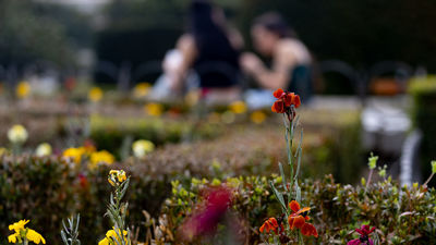 Medio millón de plantas ornamentales decorarán Madrid en la temporada primavera-verano