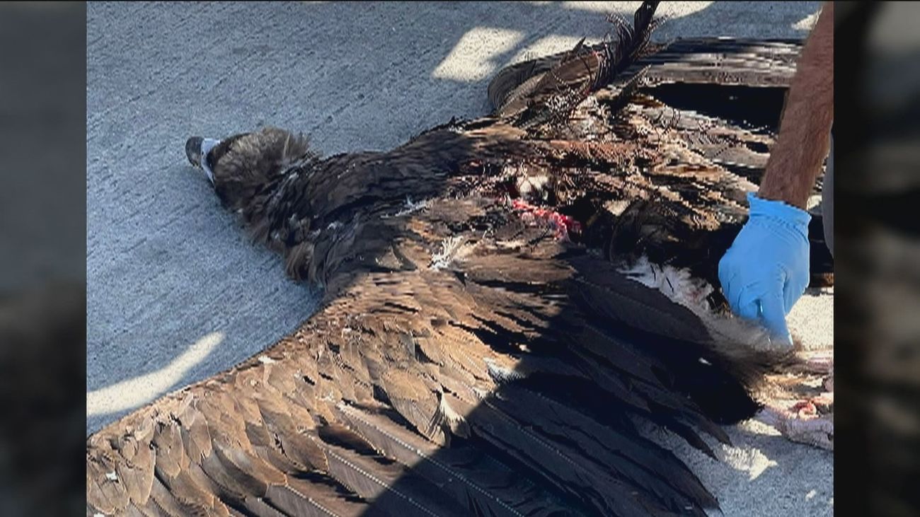 El peligro de las aves para la seguridad aérea