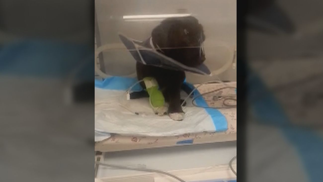 Denuncian a un vendedor de perros de Illescas por la presunta venta de mascotas enfermas