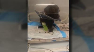 Denuncian a un vendedor de perros de Illescas por la presunta venta de mascotas enfermas