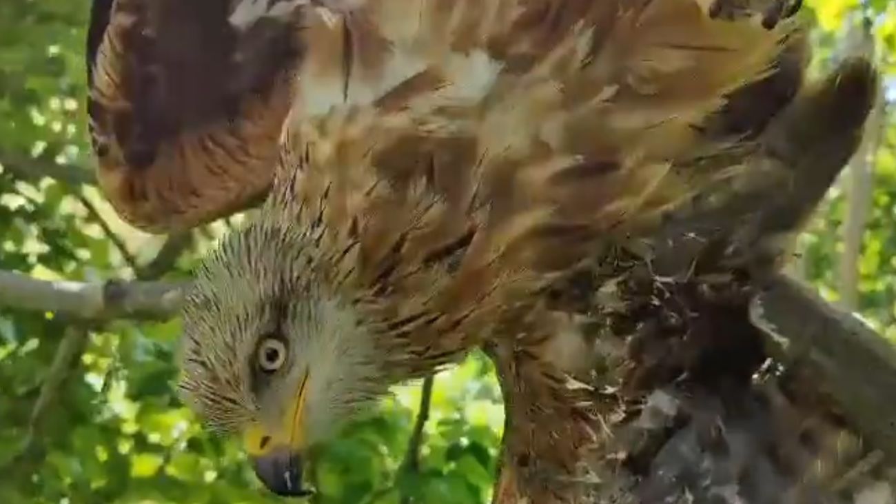 Los agentes forestales rescatan a un milano real atrapado en un árbol