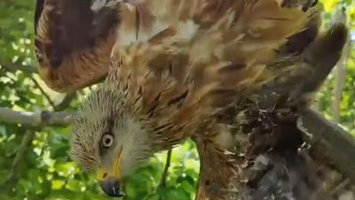 Los agentes forestales rescatan a un milano real atrapado en un árbol