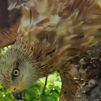 Los agentes forestales rescatan a un milano real atrapado en un árbol