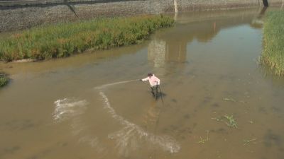 Madrid fumiga el Manzanares para prevenir la mosca negra
