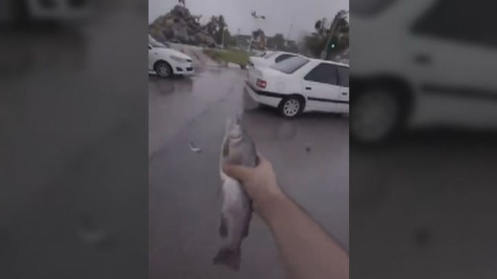 Lluvia de peces en Irán