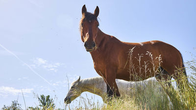 La Sierra Norte se viene a la capital este fin de semana
