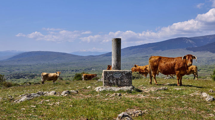 Pastos de montaña con reses en la Sierra Norte de Madrid / SIERRA NORTE