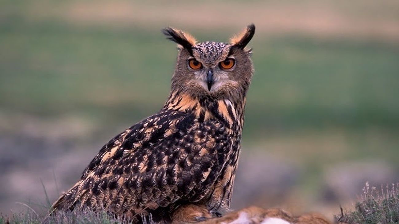 Ejemplar de búho real