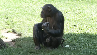 Una chimpancé de Bioparc Valencia lleva 3 meses cargando el cuerpo de su cría fallecida