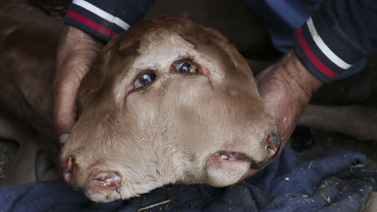 Ternero con dos cabezas nacido en una granja de Zamora