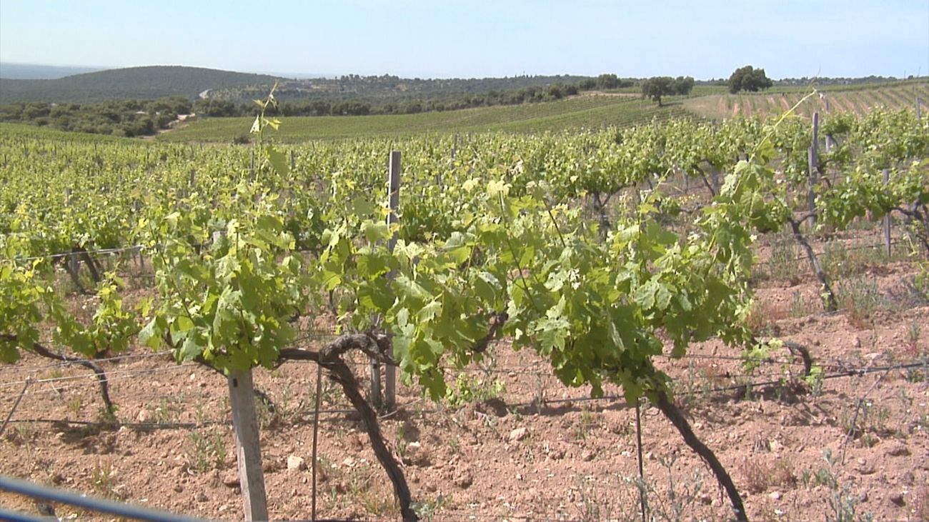 Uno de los mejores vinos tintos del mundo es de Madrid