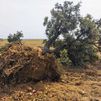 Denuncian la tala de un árbol de más de 150 años en Valdetorres del Jarama