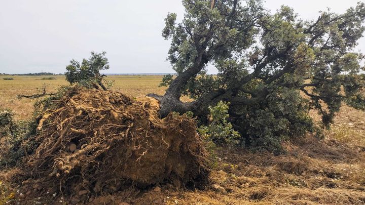 Denuncian la tala de un árbol de más de 150 años en Valdetorres del Jarama