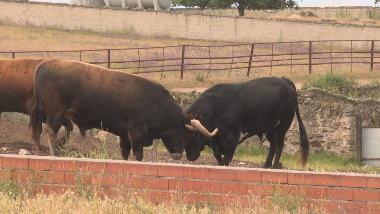 La Comunidad de Madrid invirtió 3,3 millones de euros en ayudas para el toro de lidia