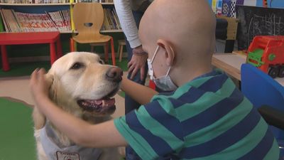 El Hospital 12 de Octubre extiende las intervenciones asistidas con perros a niños con tumores cerebrales