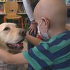 El Hospital 12 de Octubre extiende las intervenciones asistidas con perros a niños con tumores cerebrales