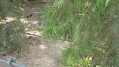 Advierten de una plaga de ratas en un parque de Getafe: "Las veo y tengo que dar la vuelta"