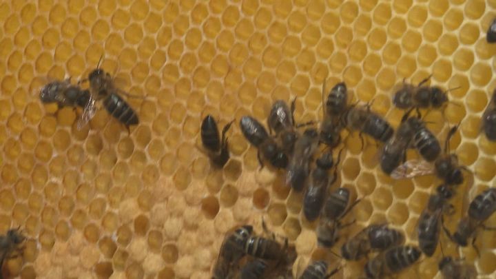 La Comunidad de Madrid lanza una campaña en redes para informar sobre la importancia de las abejas