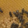 La Comunidad de Madrid lanza una campaña en redes para informar sobre la importancia de las abejas