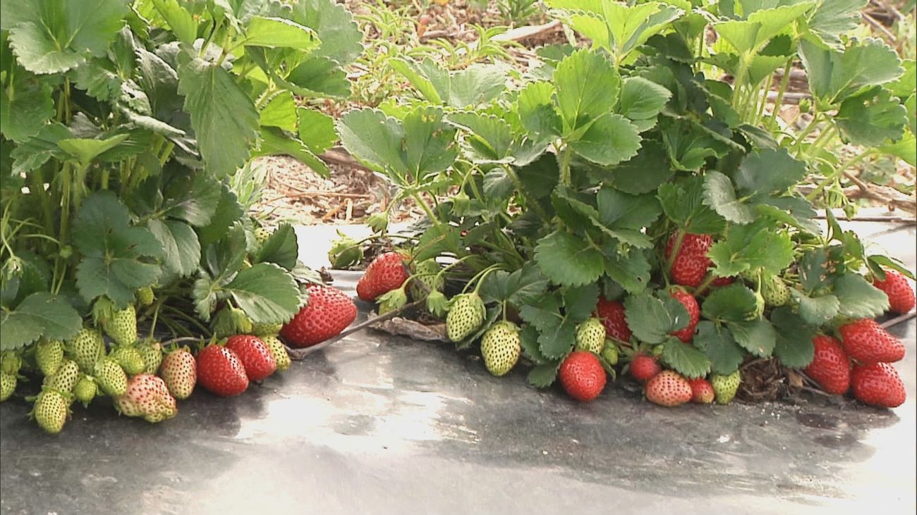 Las fresas 'mare des bois' de Quijorna: una variedad histórica recuperada y vendida sin intermediarios