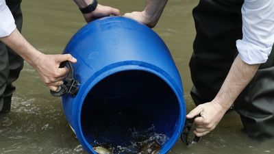 Madrid reintroduce en el Manzanares cuatro especies de peces catalogadas como vulnerables y protegidas